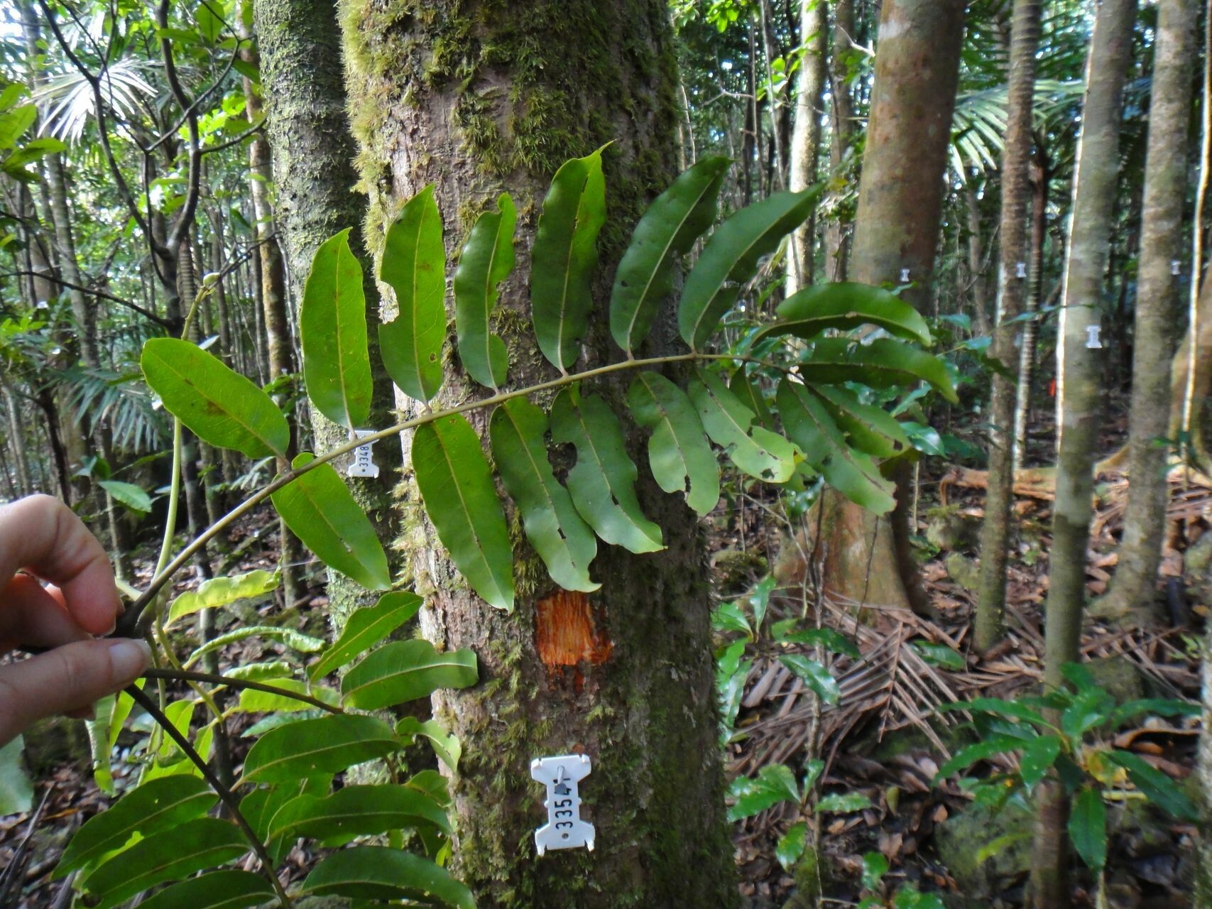 Hooglandia ignambiensis — search result for 'Cunoniaceae'