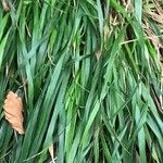 Brachypodium sylvaticum