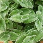 Tradescantia sillamontana