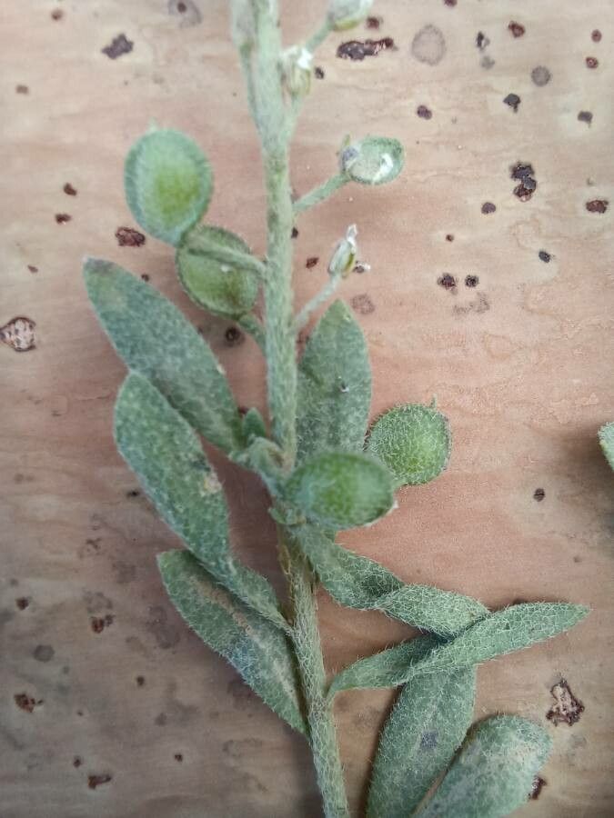 Alyssum desertorum fruit