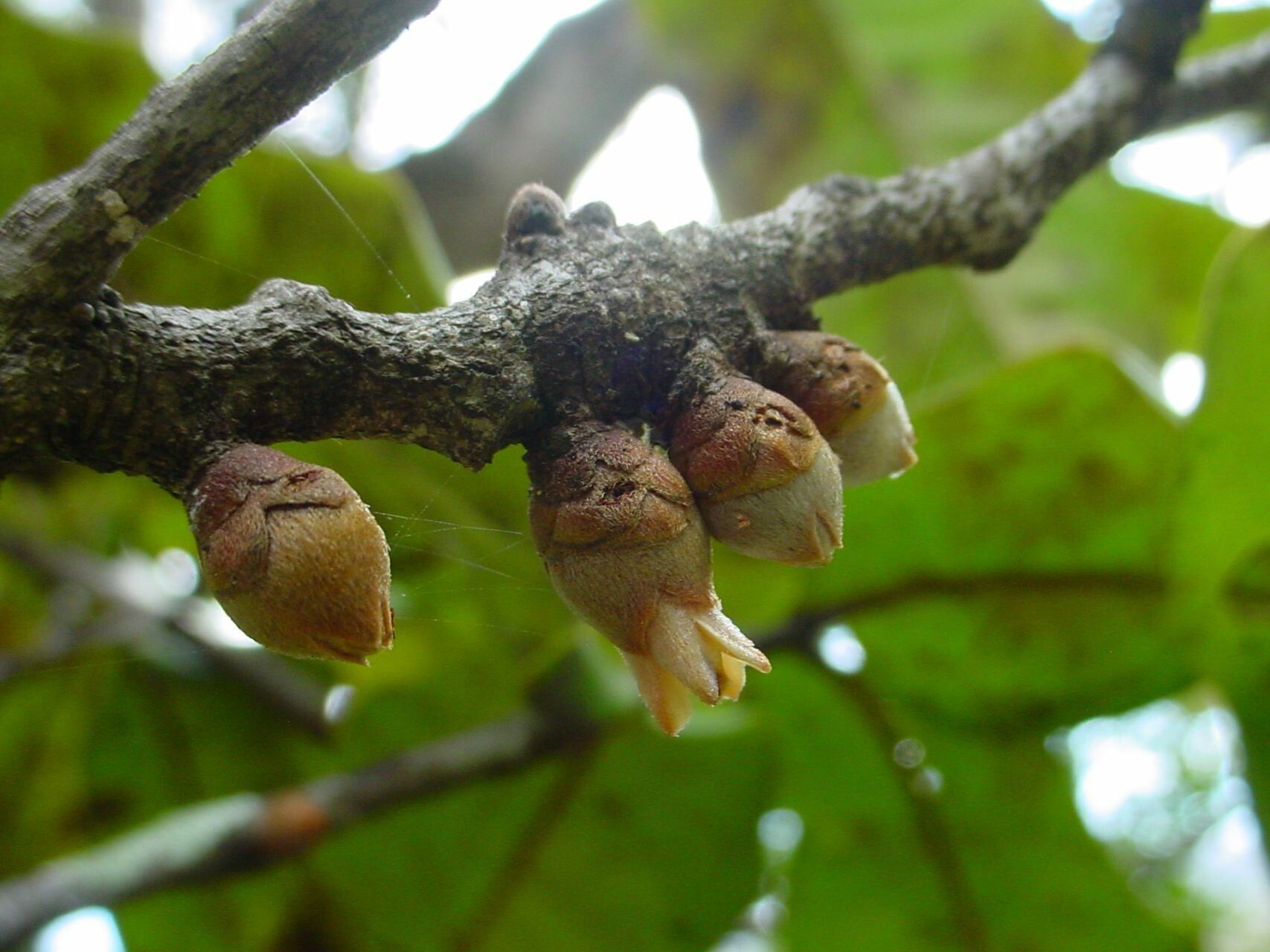 Diospyros veillonii flower