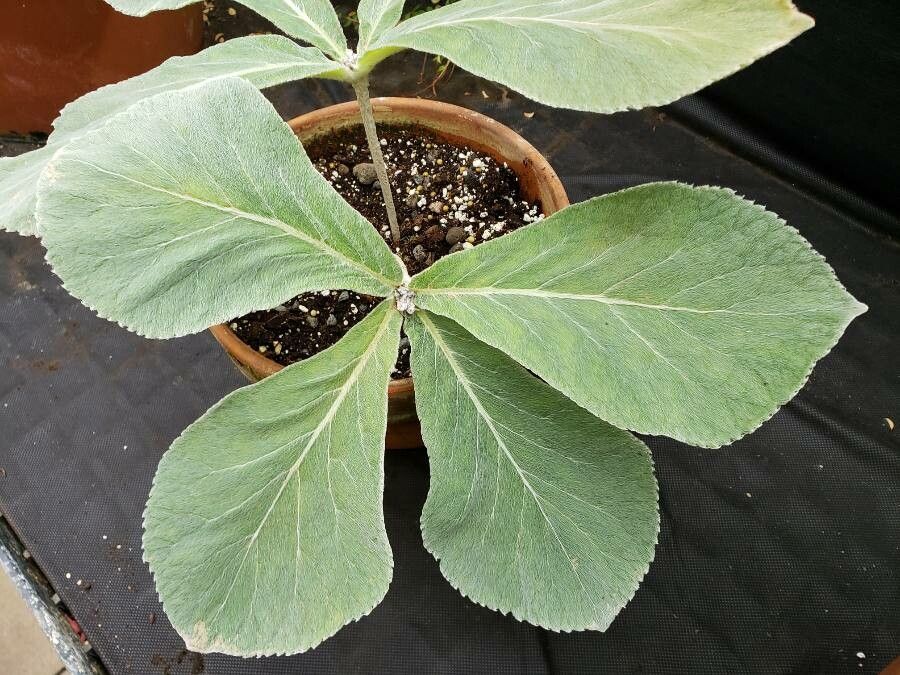 Sinningia leucotricha leaf