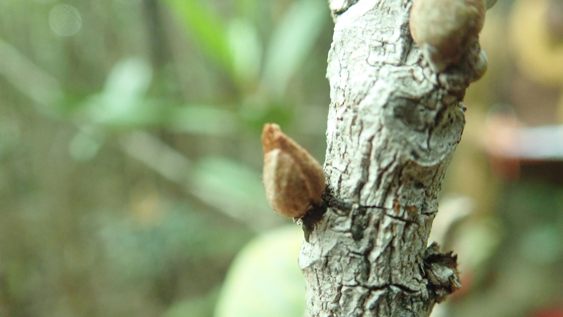 Planchonella kuebiniensis bark