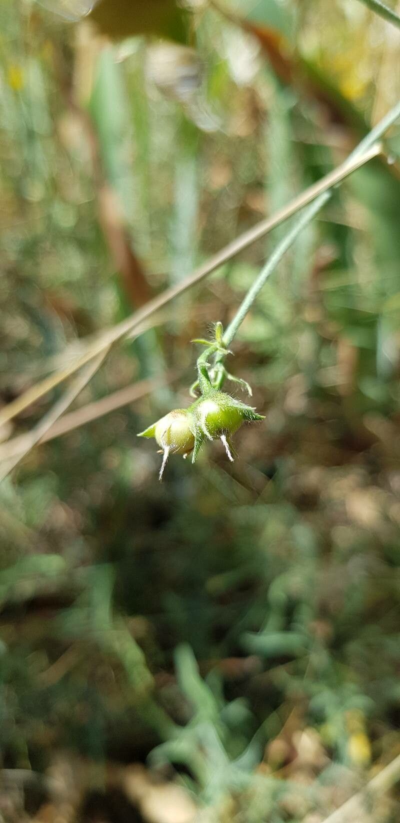 Convolvulus cantabrica fruit