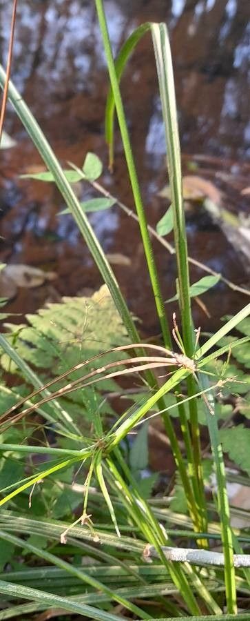 Cyperus friburgensis — search result for 'Cyperus'