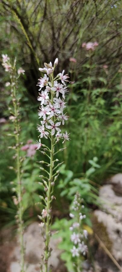 Lysimachia ephemerum flower
