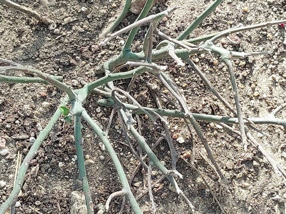 Euphorbia kamponii leaf