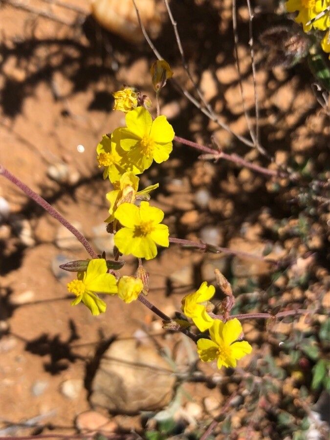 Fumana ericifolia flower