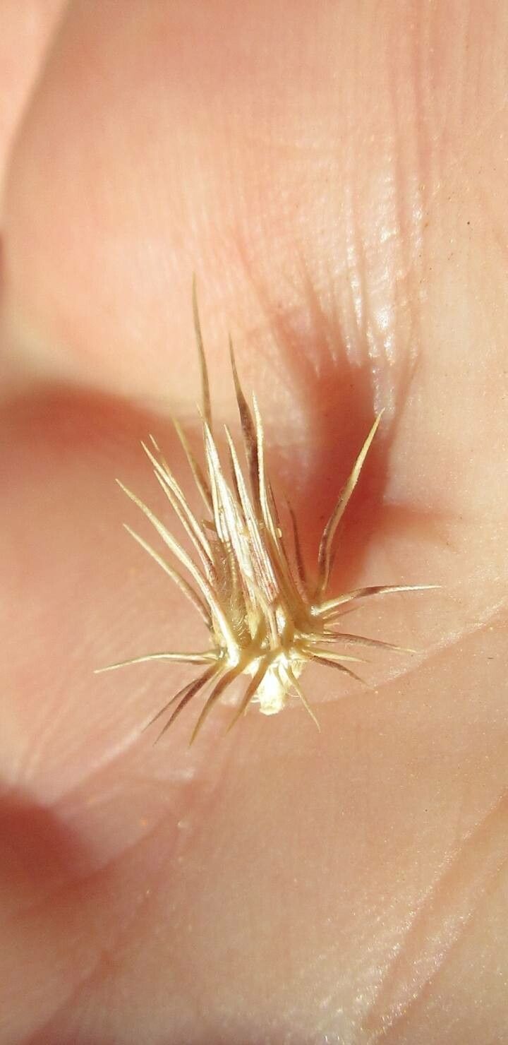 Cenchrus biflorus fruit