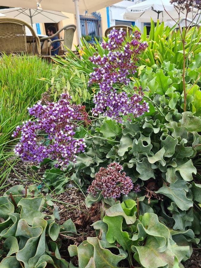 Limonium perezii leaf