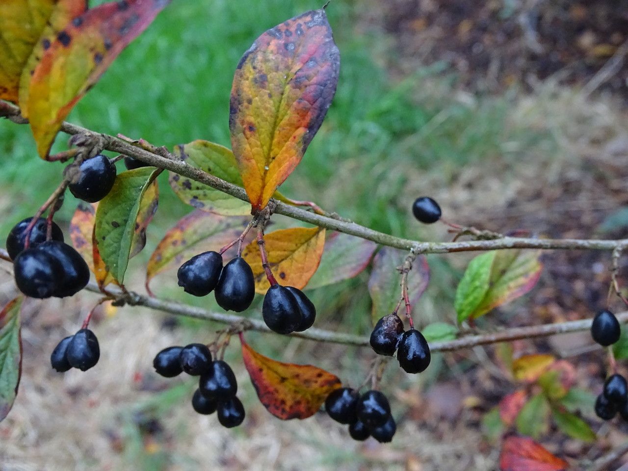 Cotoneaster ambiguus fruit