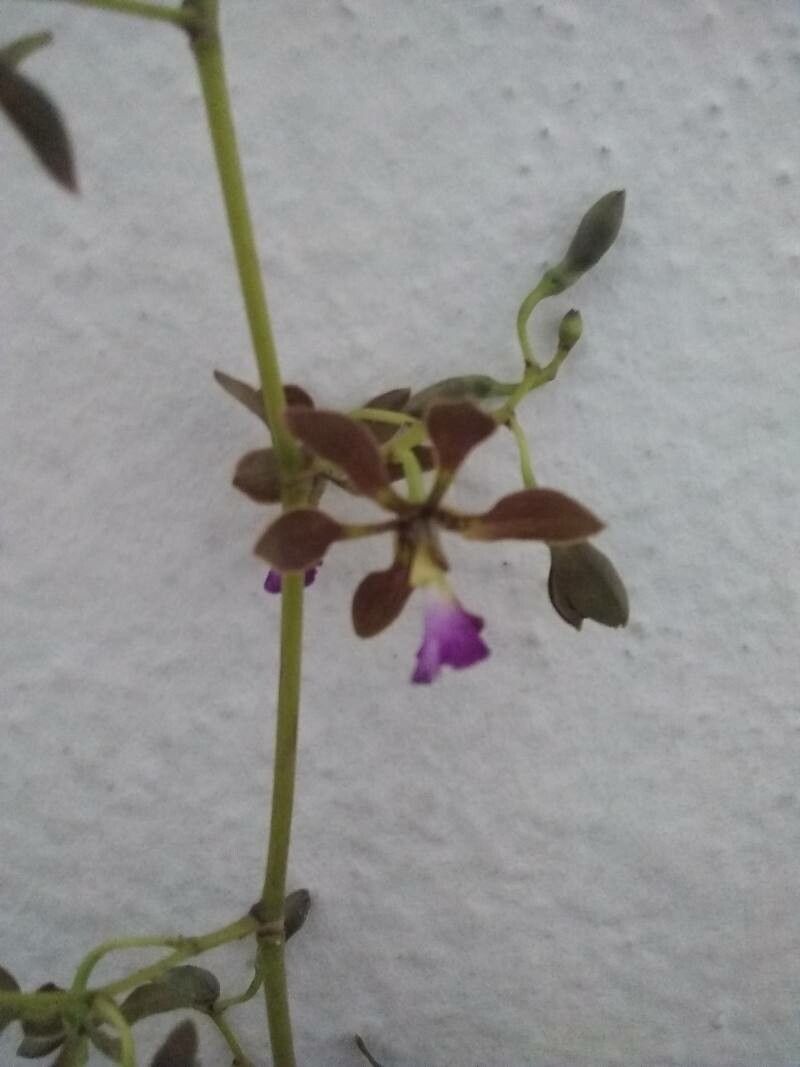 Encyclia pollardiana — houseplant care guide