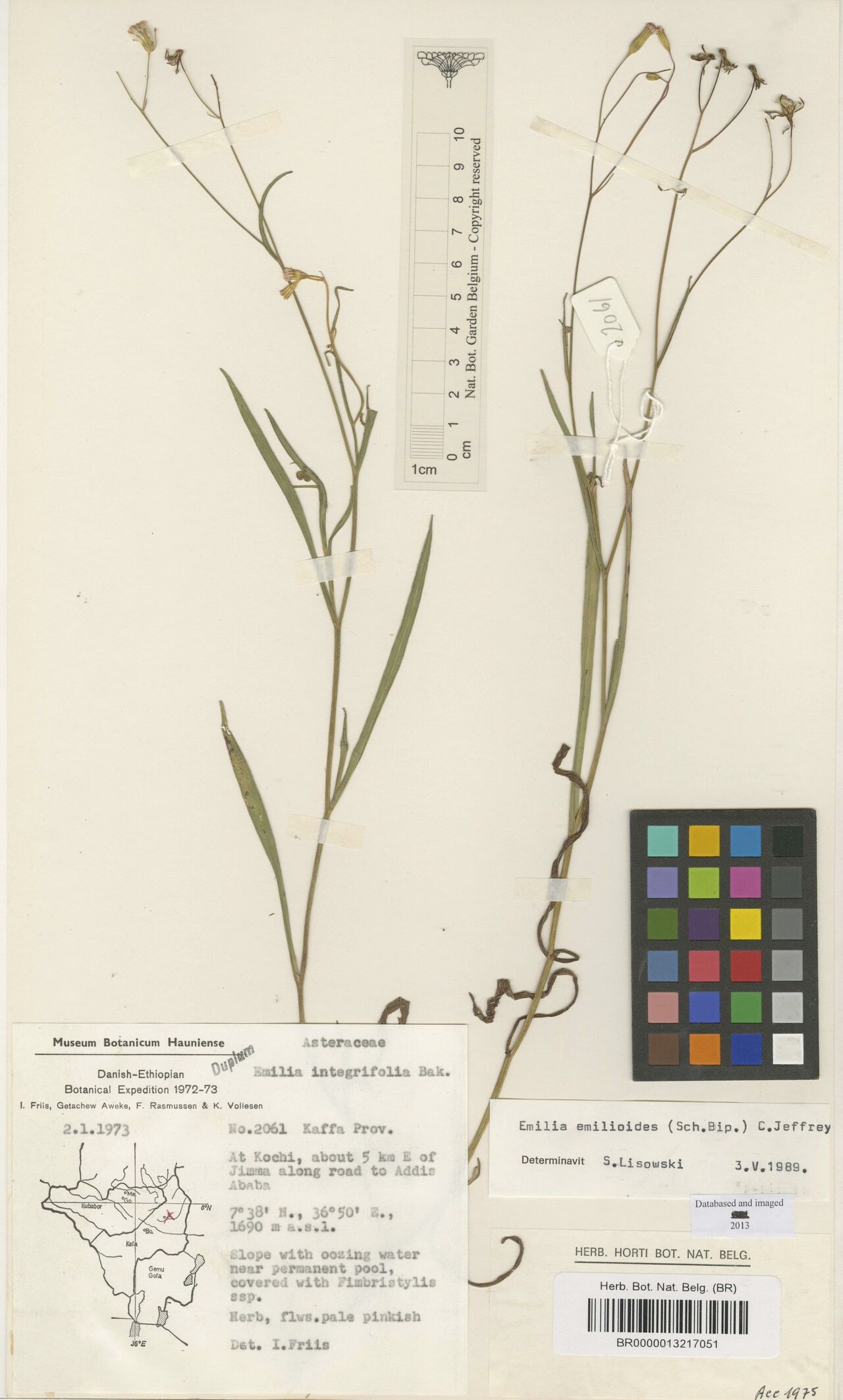 Emilia emilioides — search result for 'Emilia'