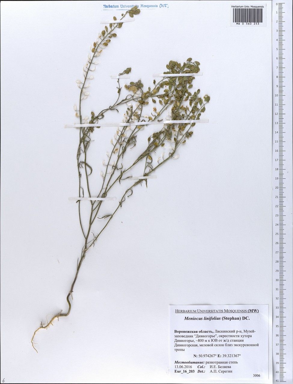 Alyssum linifolium other