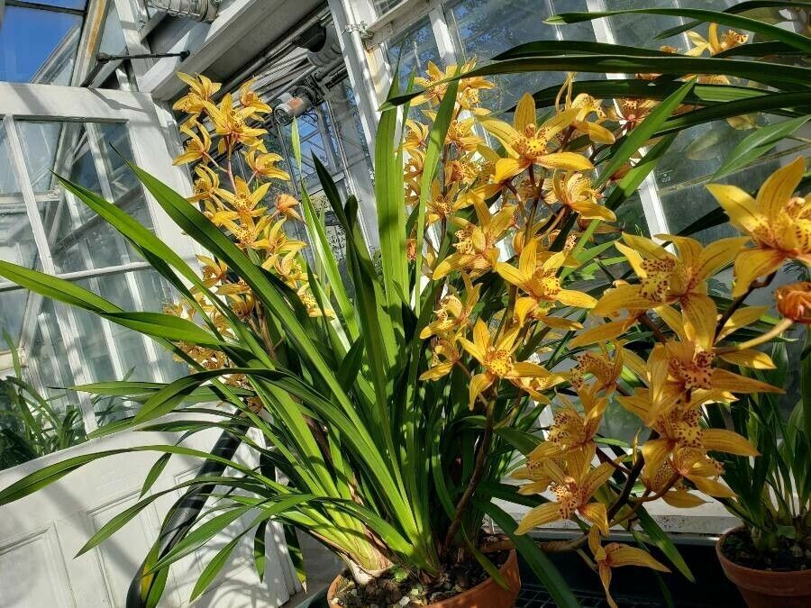 Cymbidium iridioides habit