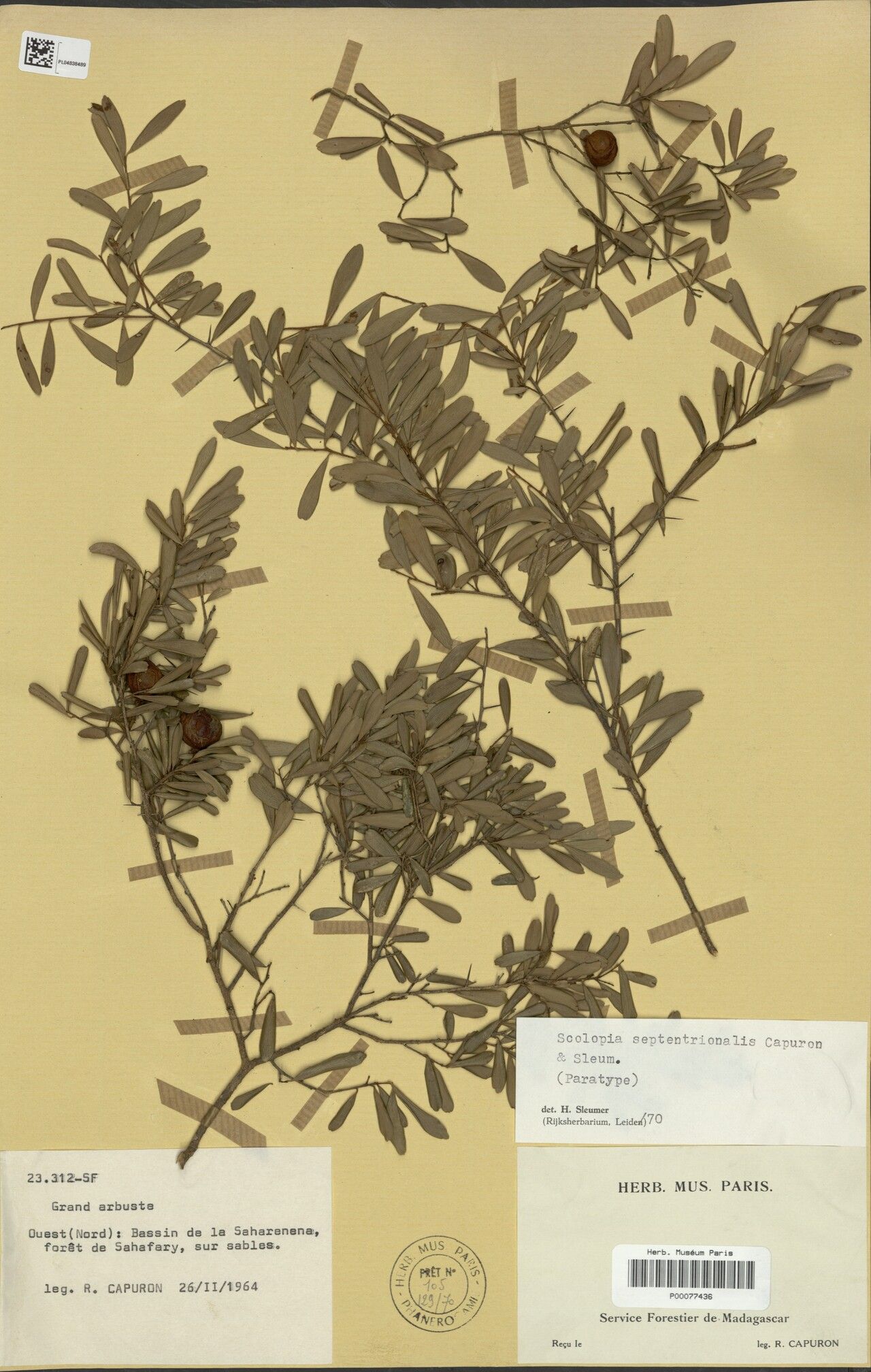 Scolopia septentrionalis — search result for 'Scolopia'