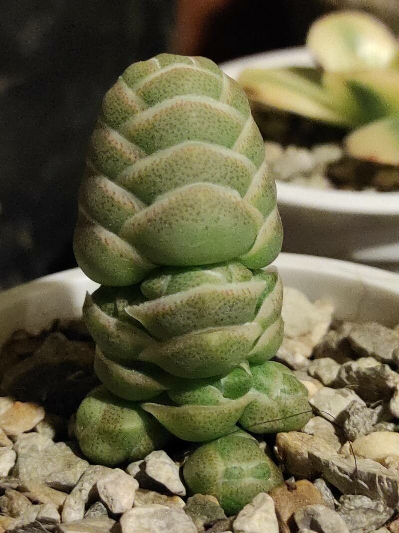 Crassula barklyi habit