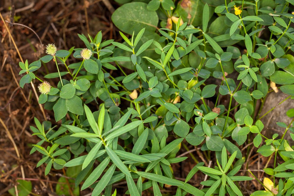 Euphorbia fragifera leaf