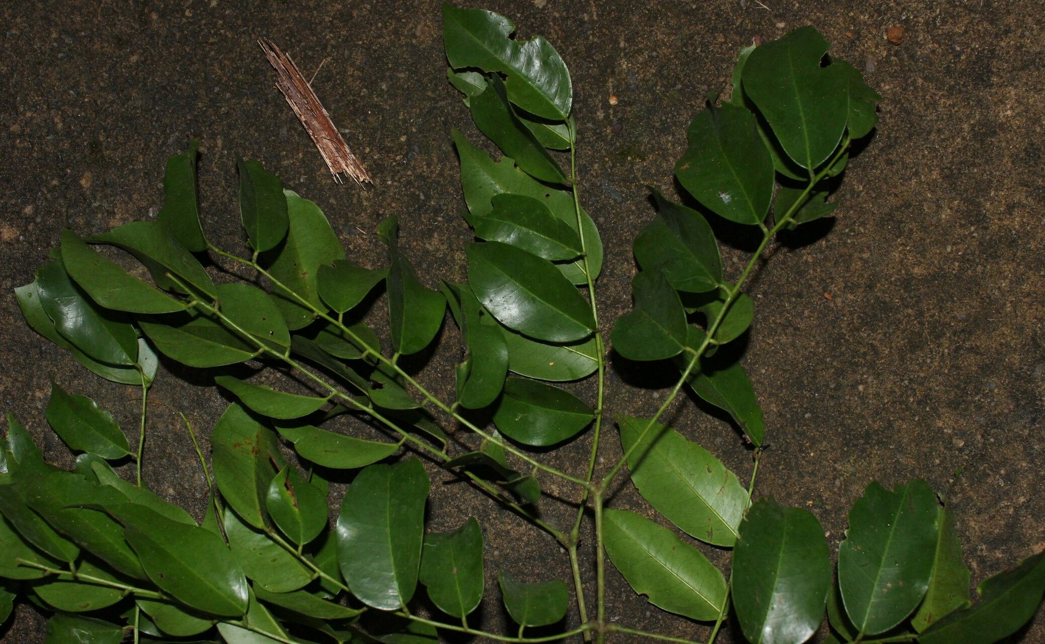 Erythrophleum ivorense — related species from the same genus