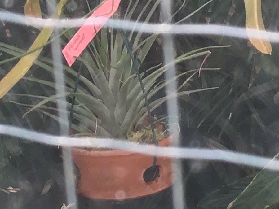Tillandsia marnieri-apostollei habit