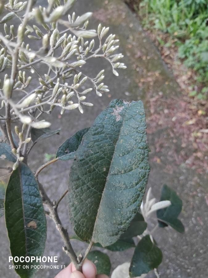 Vernonanthura discolor — related species from the same genus