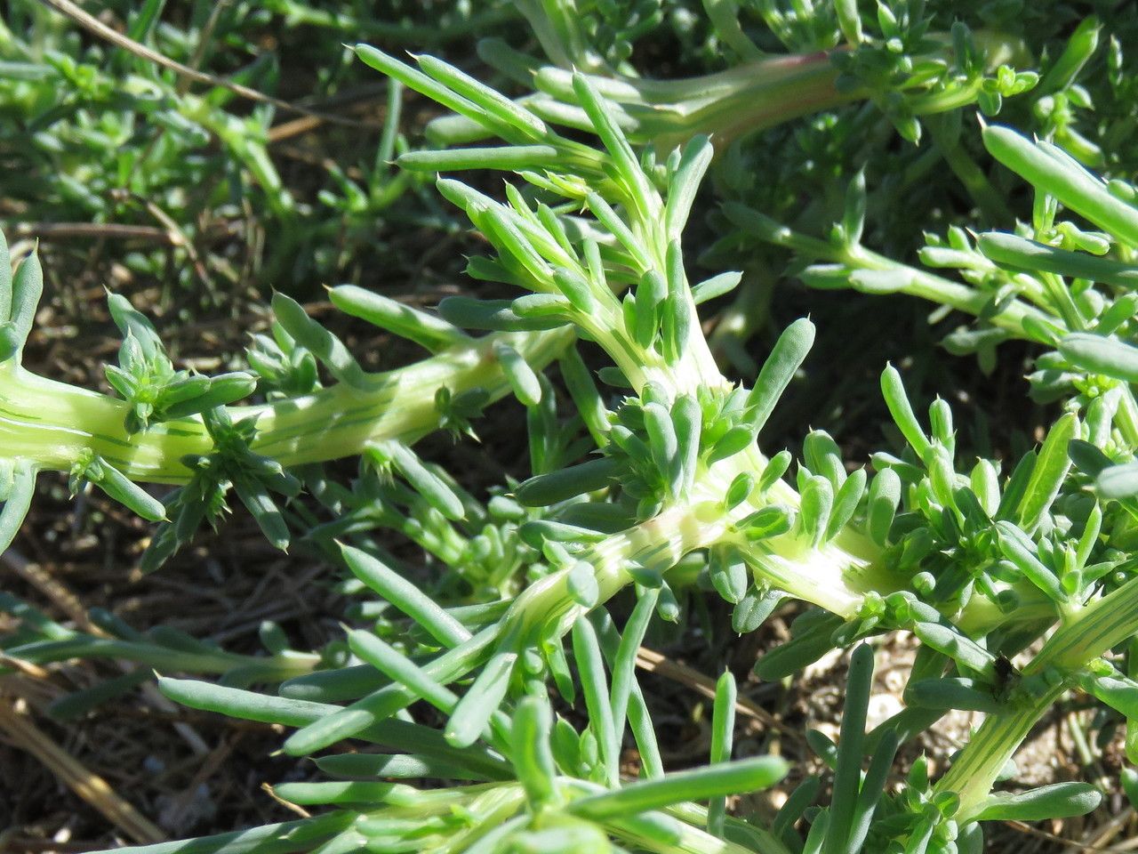Salsola australis leaf