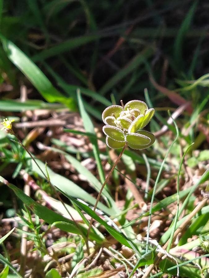 Biscutella didyma flower