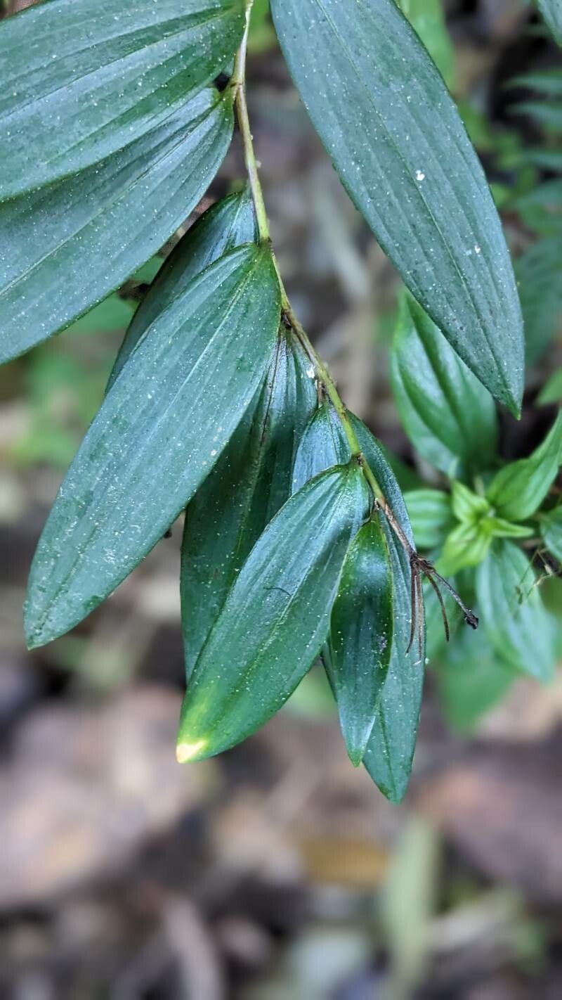 Bomarea distichifolia leaf