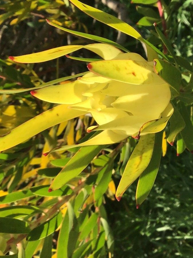 Leucadendron laureolum flower