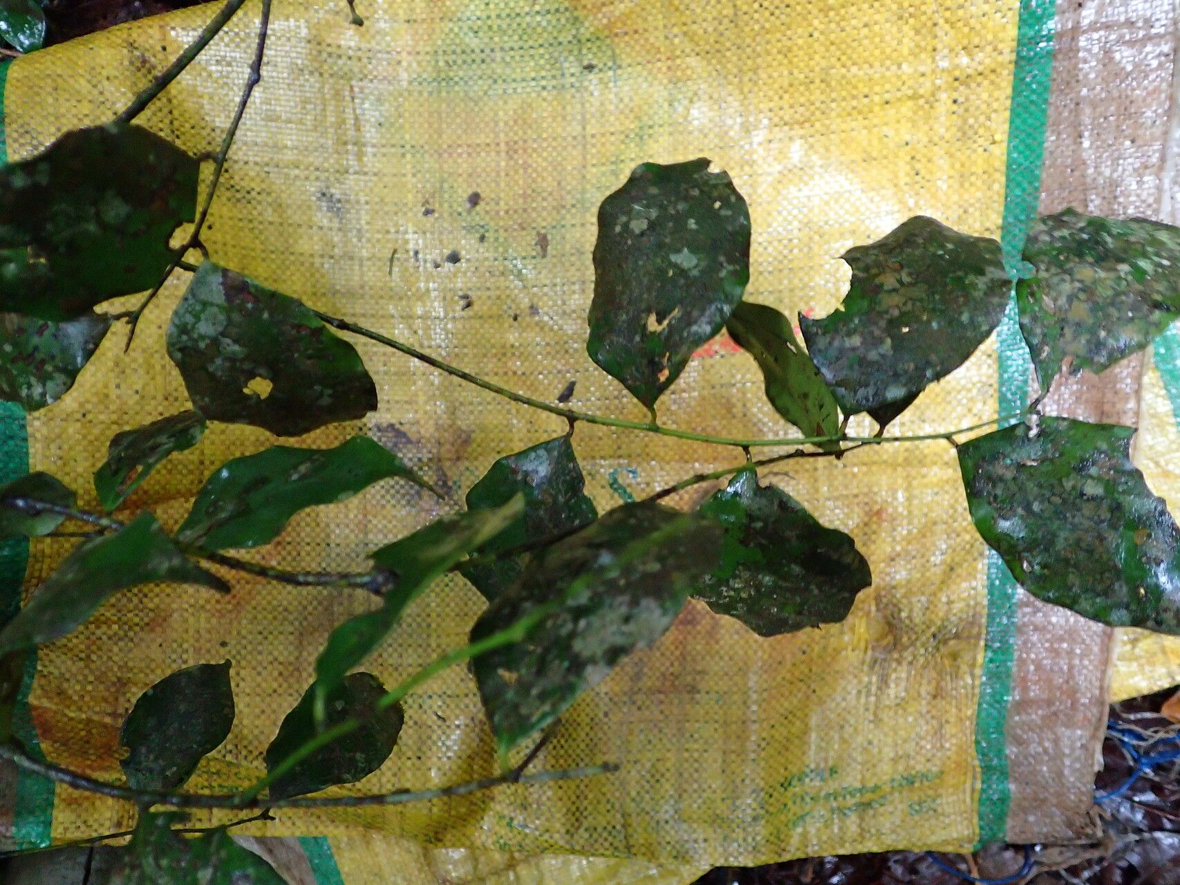 Diospyros melocarpa leaf