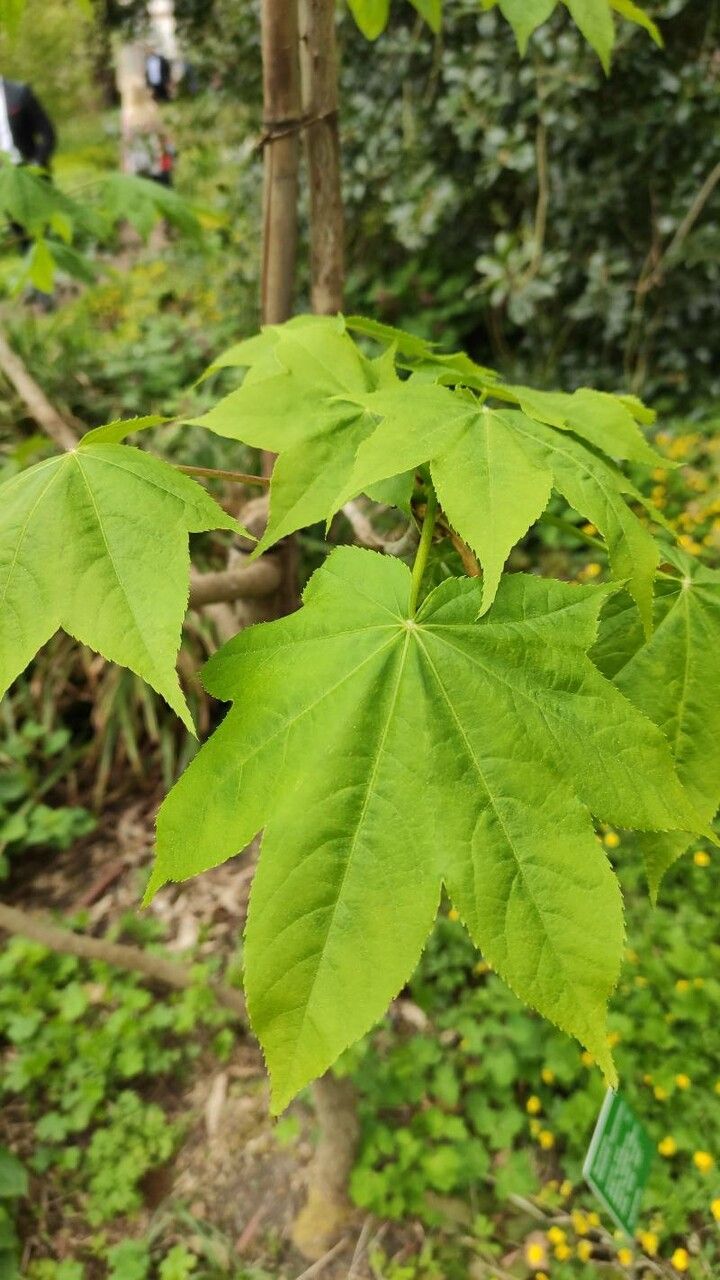 Kalopanax septemlobus