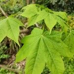 Kalopanax septemlobus