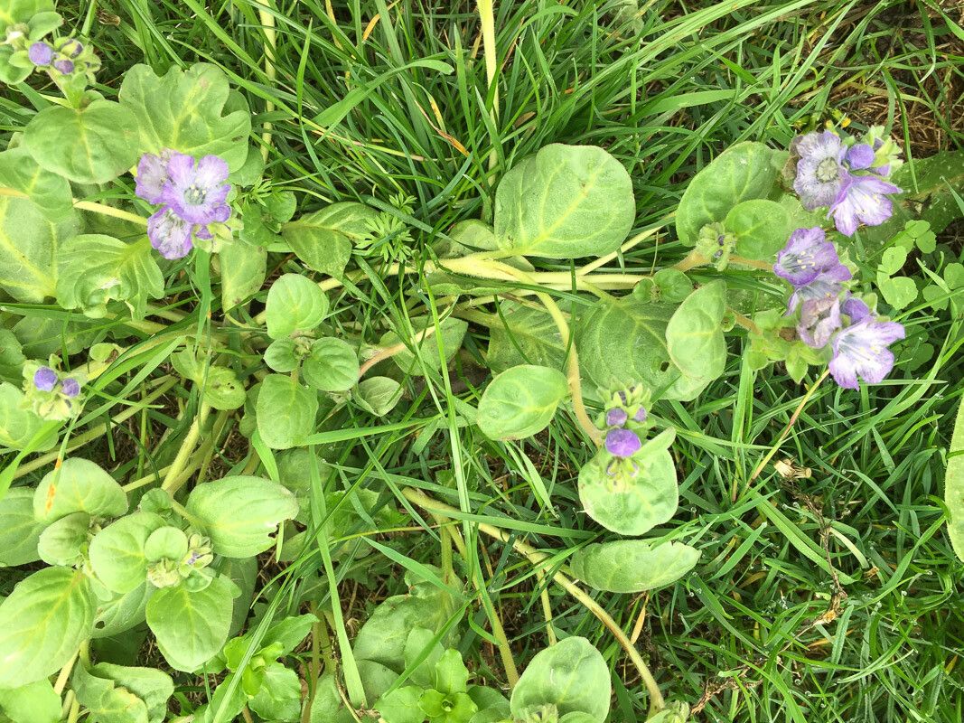 Phacelia divaricata bark