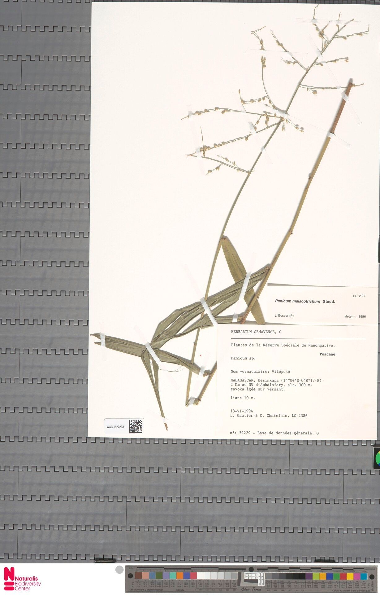 Acroceras sambiranense — houseplant care guide