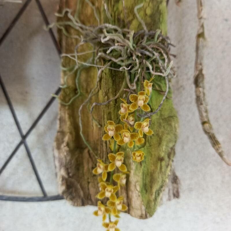 Chiloschista usneoides — related species from the same genus