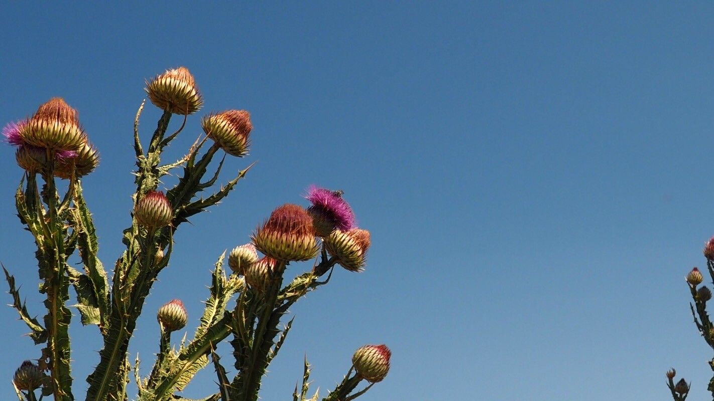 Onopordum nervosum fruit