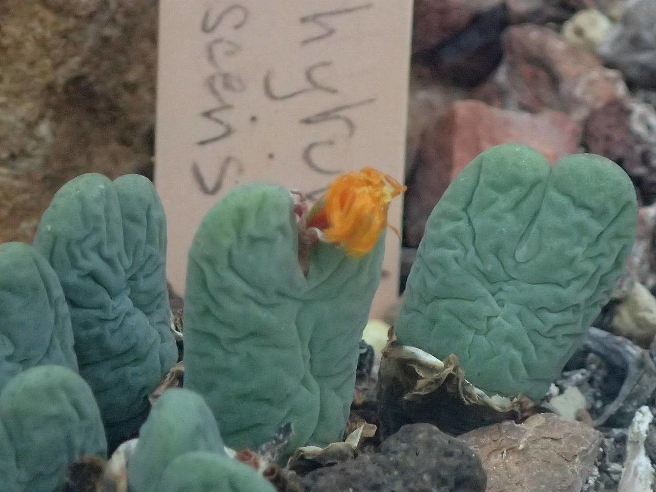 Conophytum frutescens habit