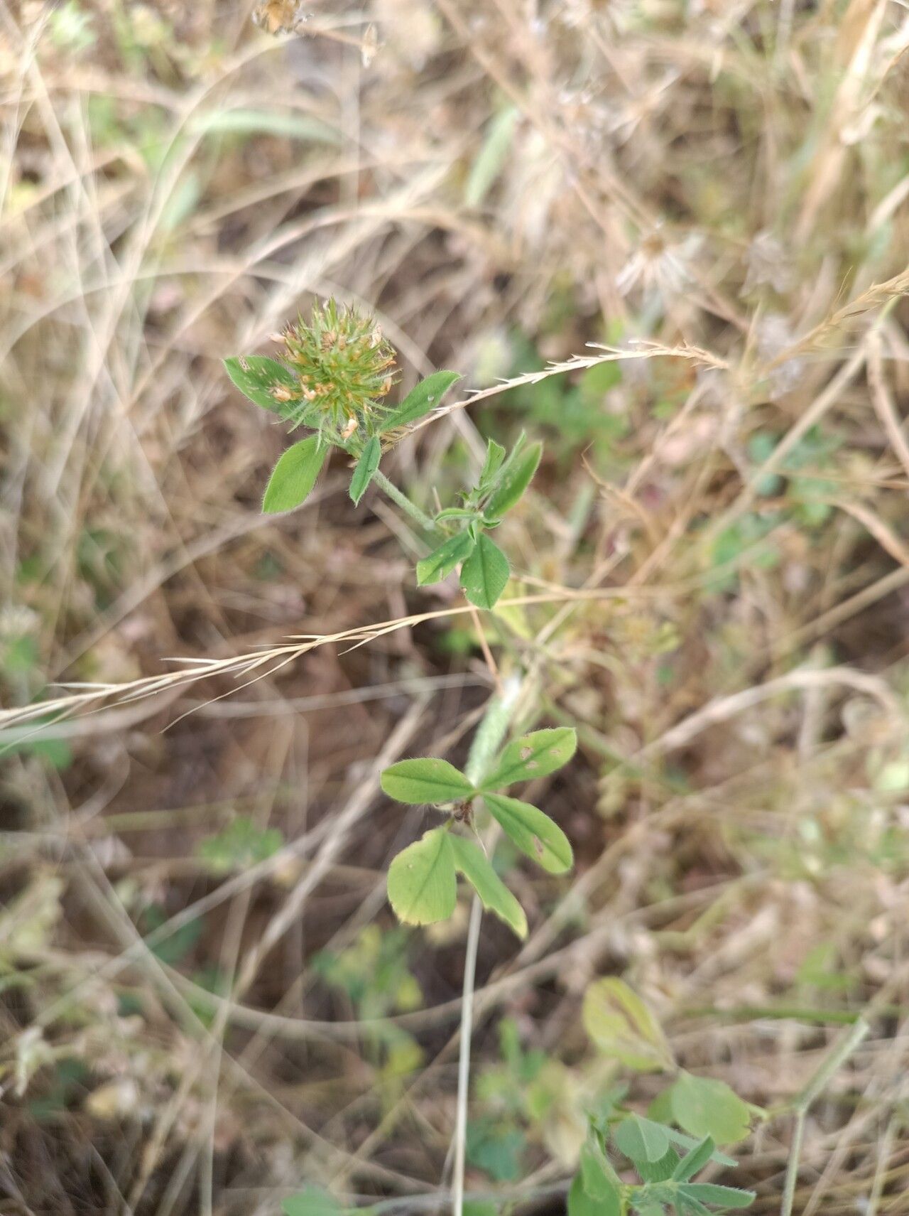 Trifolium echinatum — search result for 'Trifolium'