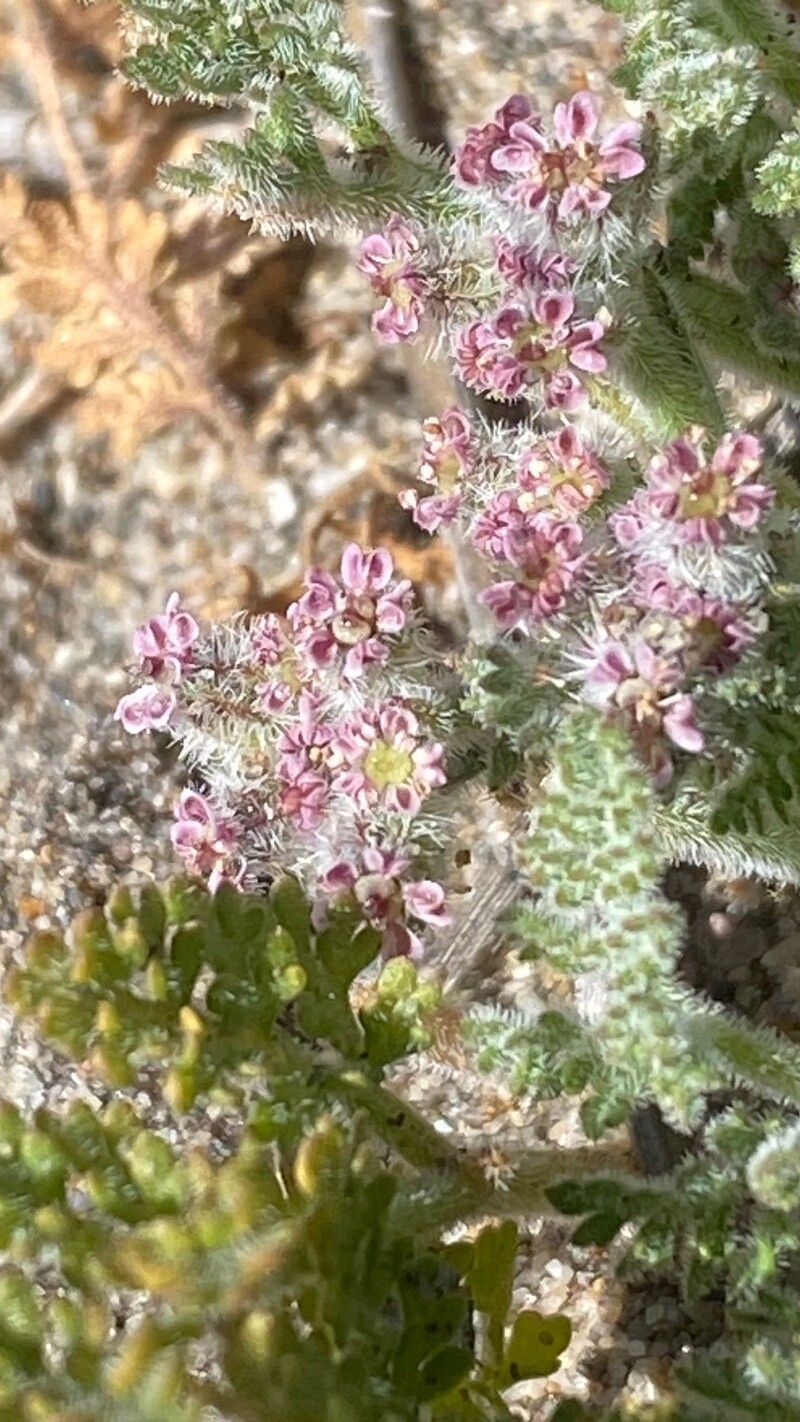 Daucus pumilus flower