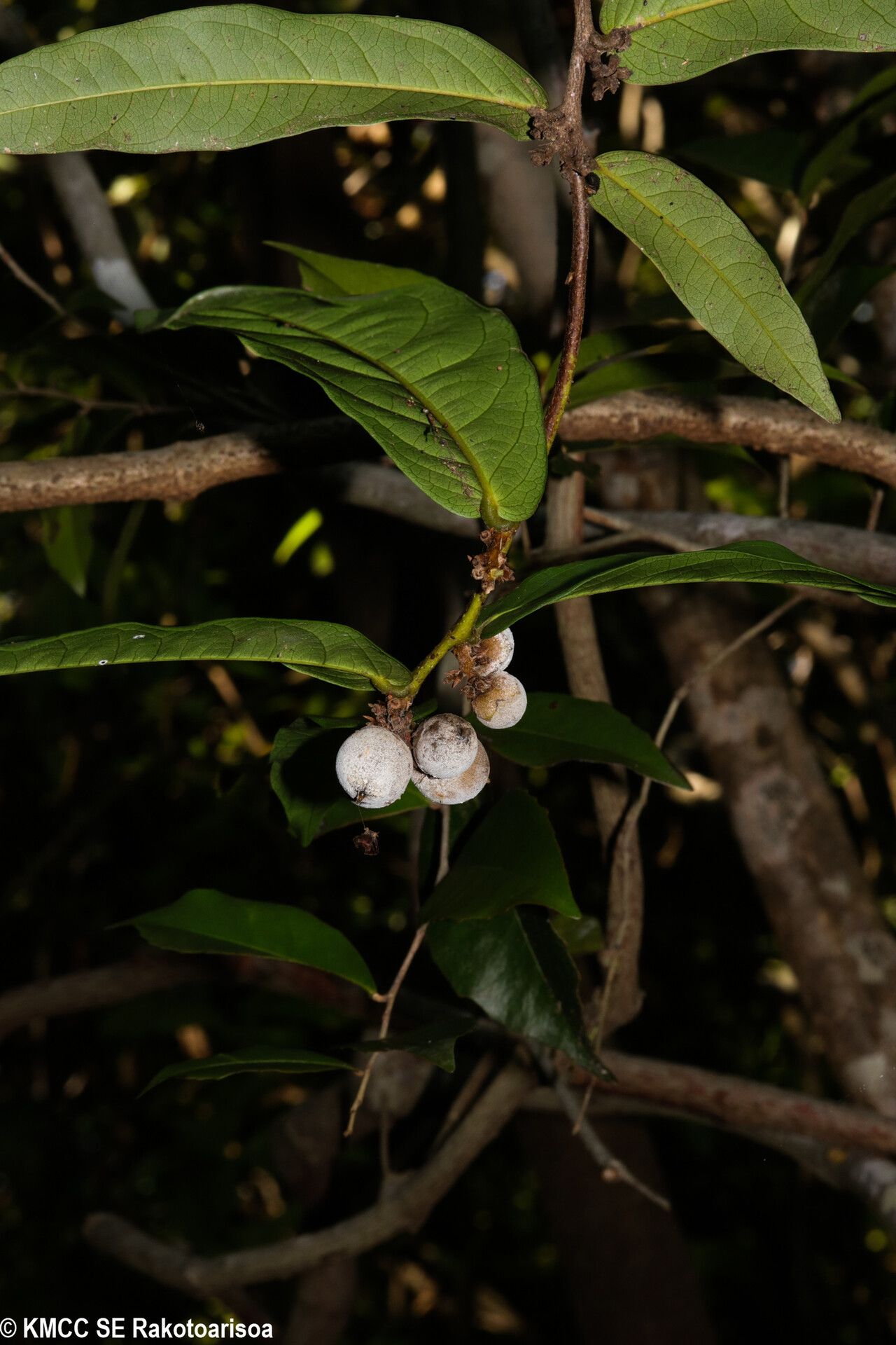 Diospyros boivinii fruit