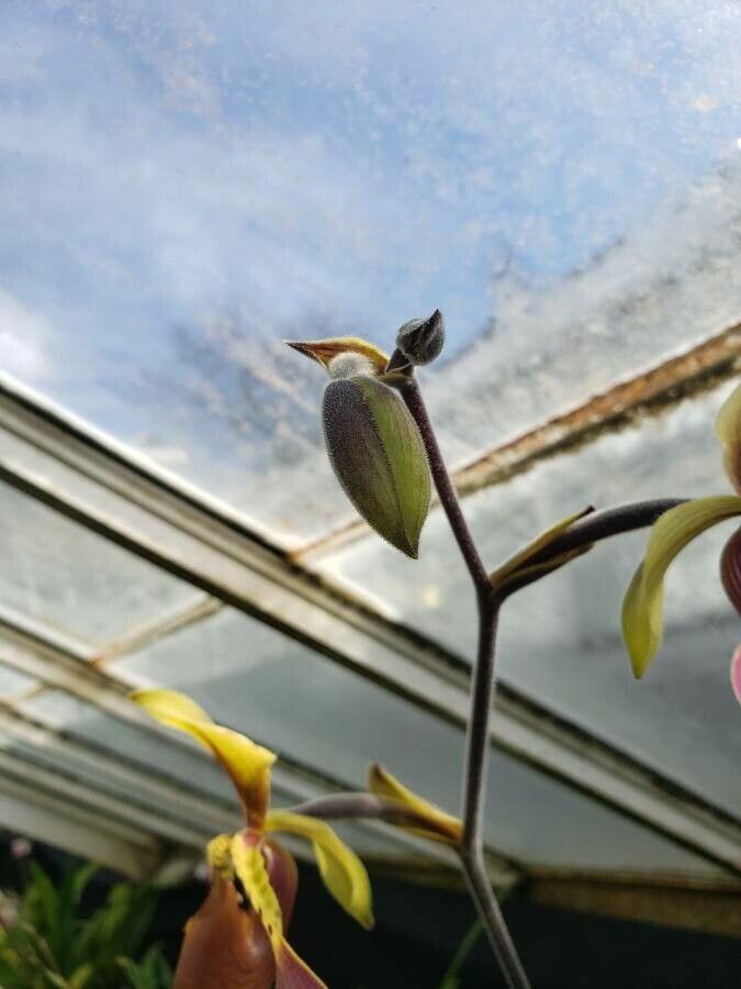 Paphiopedilum lowii fruit