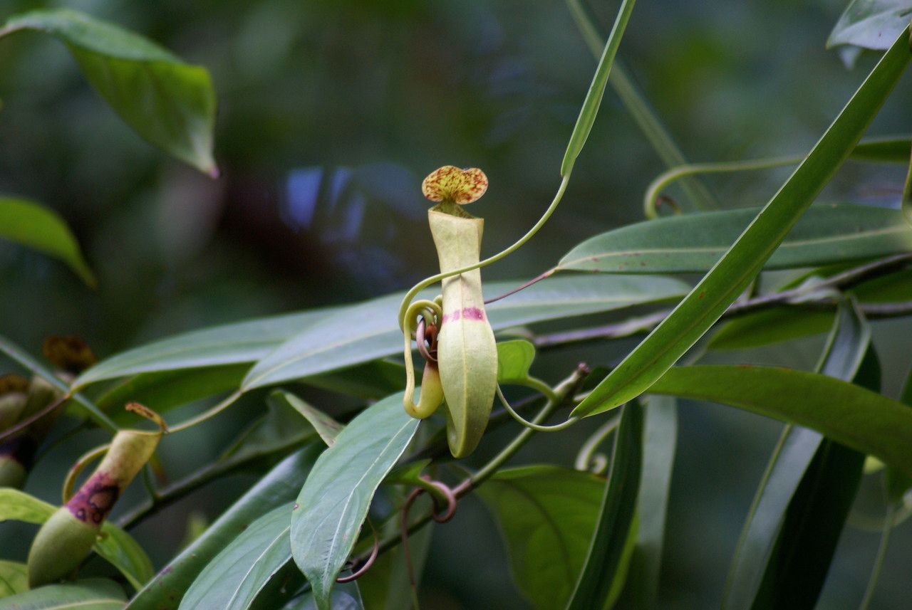 Nepenthes gracilis habit