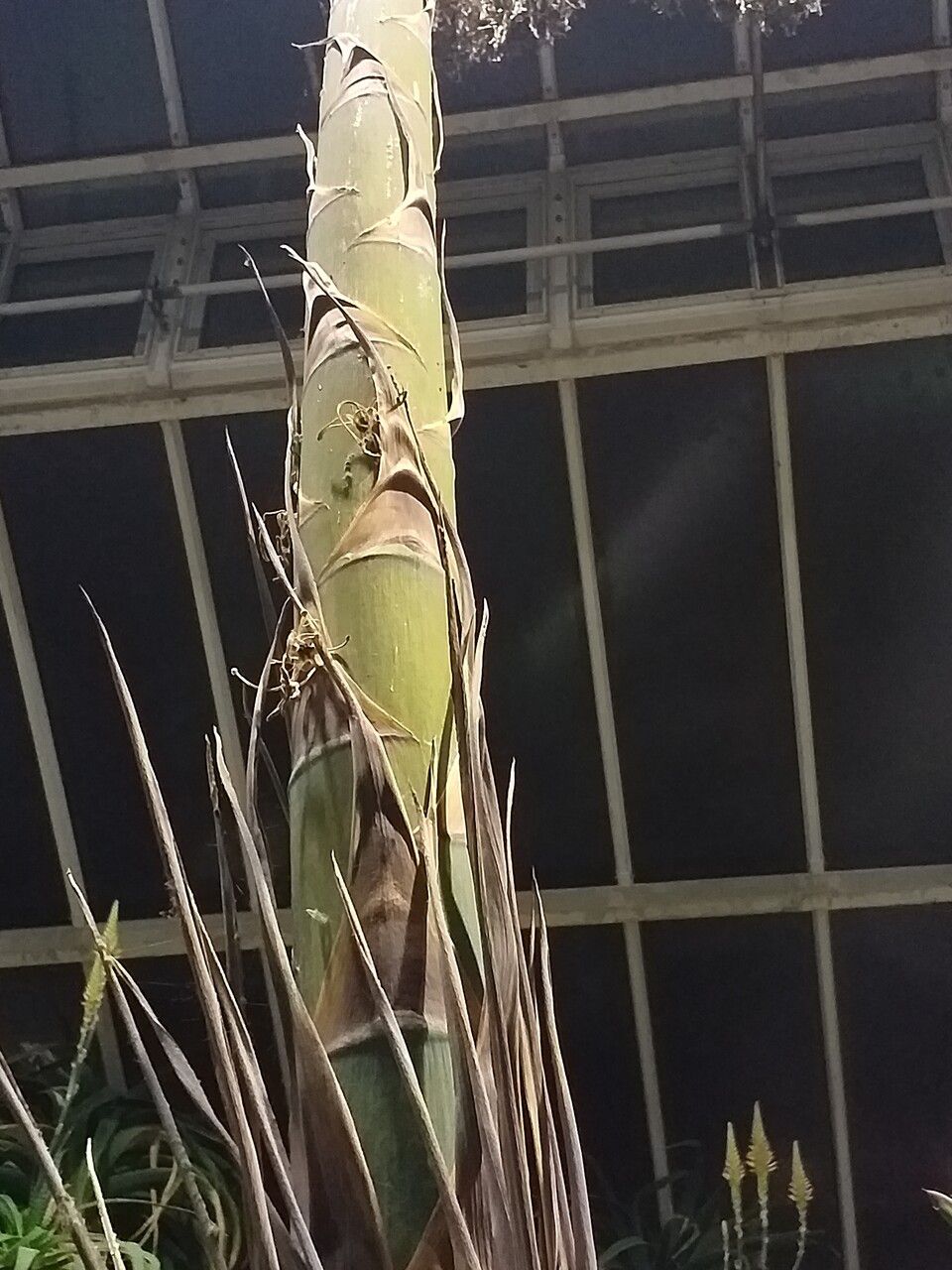 Agave tequilana bark