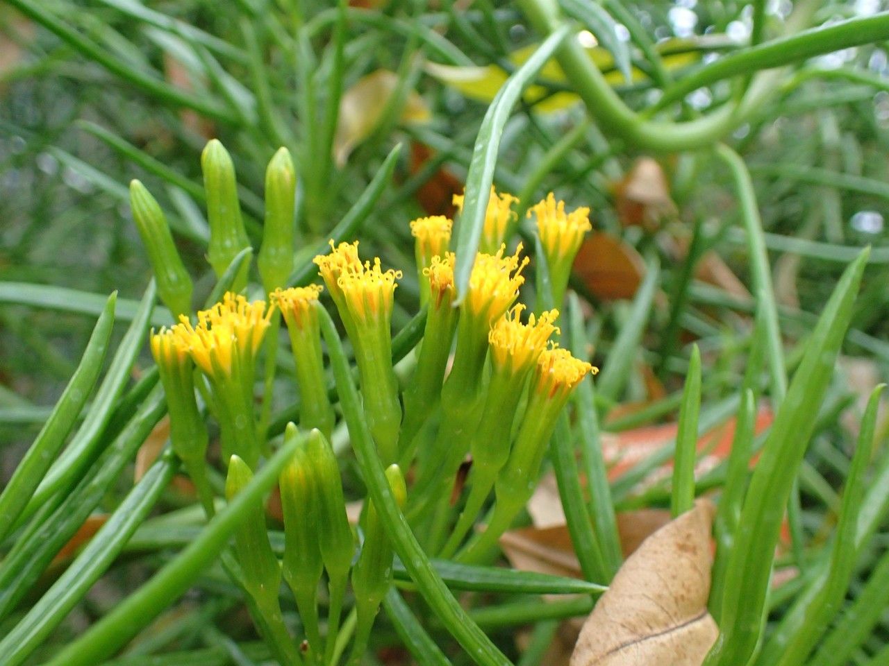 Senecio antandroi habit