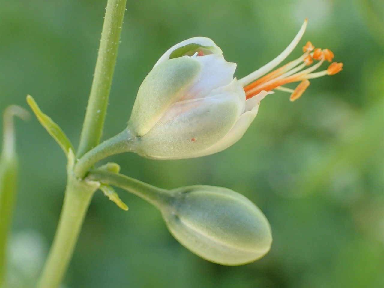 Zygophyllum fabago fruit