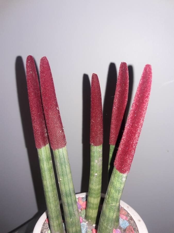 Eleocharis elegans bark