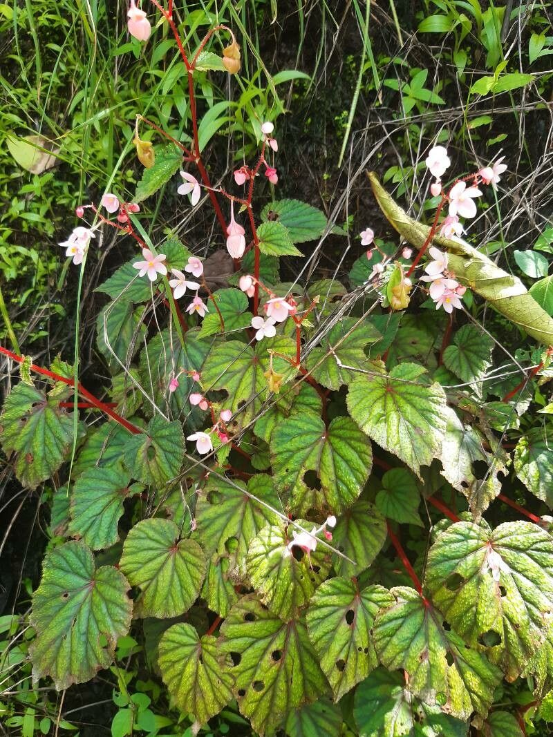 Begonia crenata — houseplant care guide