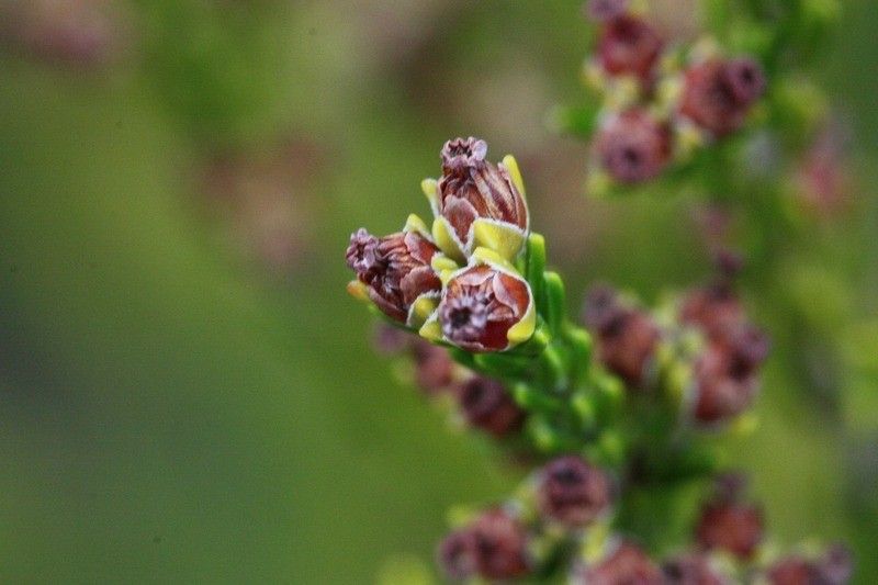 Erica reunionensis flower