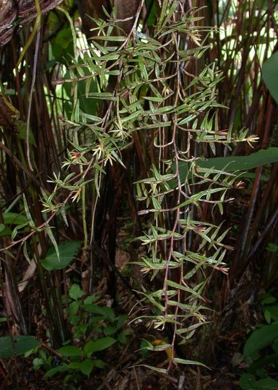 Epidendrum isomerum habit