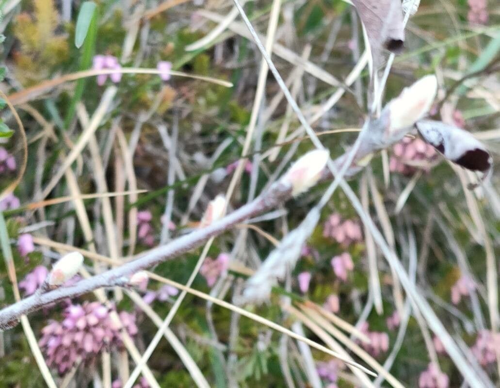 Salix alba x Salix viminalis
